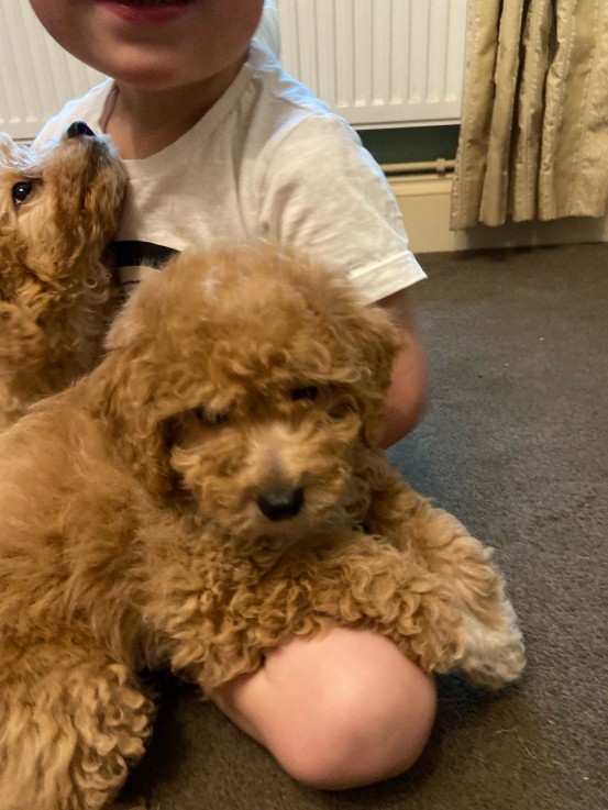 Cute and Adorables Maltipoo