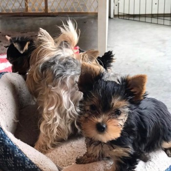 Adorable yorkie puppies for sale