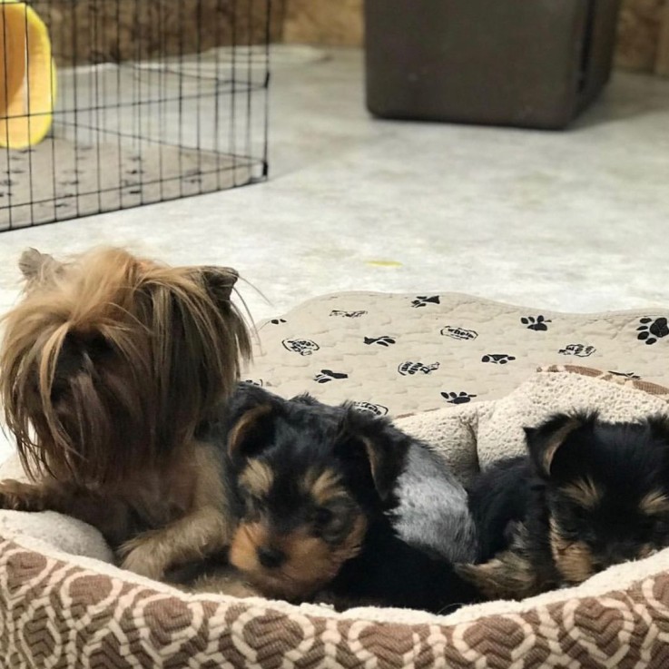 Adorable yorkie puppies for sale