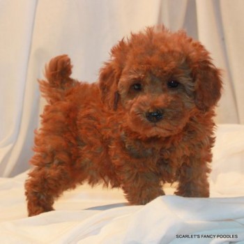 Beautiful golden doodle puppies for sale