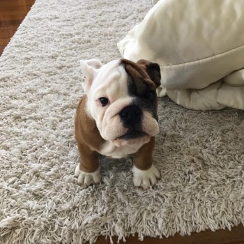 Gorgeous English Bulldog Puppies