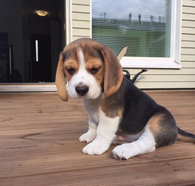 Beautiful Beagle Puppies