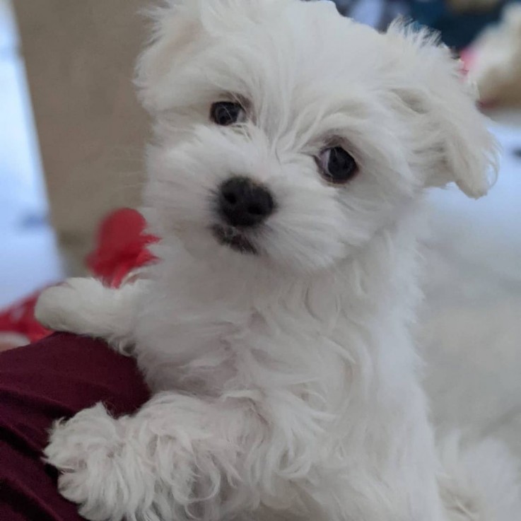 Adorable Maltese Puppies