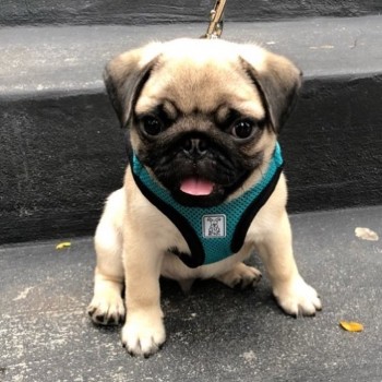 Friendly Pug Puppies