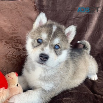 male and female Siberian Husky for sale 