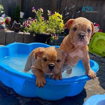 2 x french bulldog boys for sale 