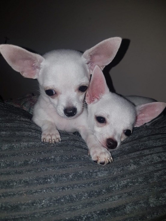 Chuchaua puppies available