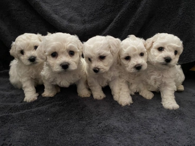 Stunning  Bichon Puppies