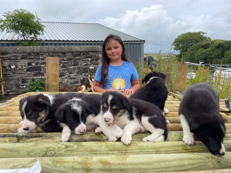 Border Collie  Puppies