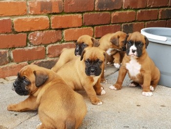 5 Gorgeous Boxer Puppies 