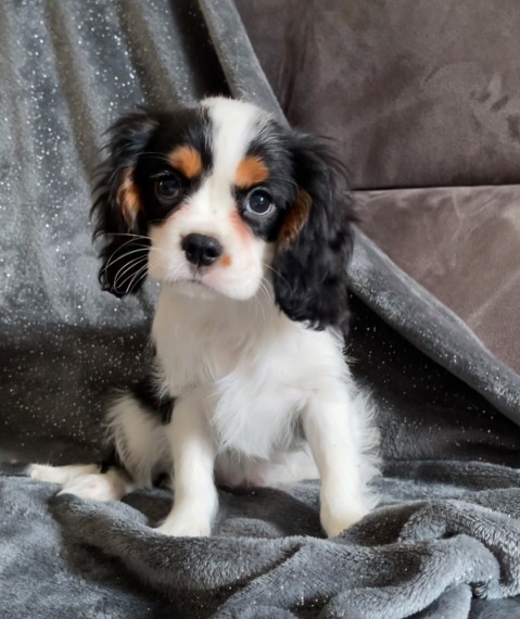 Cavalier King Charles Spaniel