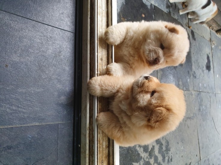 Chow Chow Puppies 