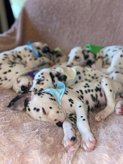 Stunning Dalmatians