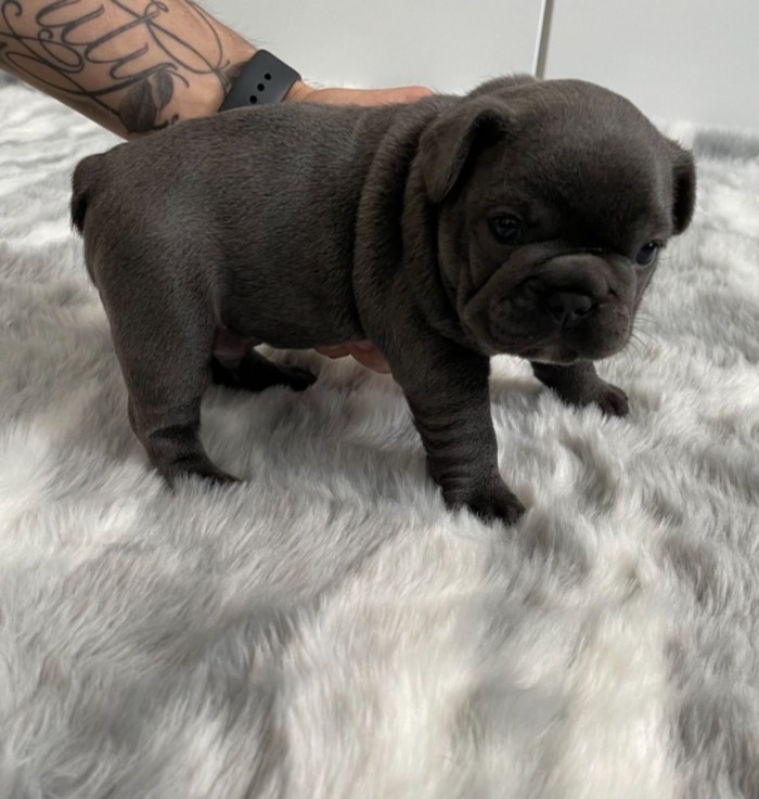 Beautiful blue French Bulldog 