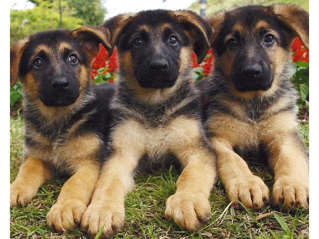 German Shepard  Puppies