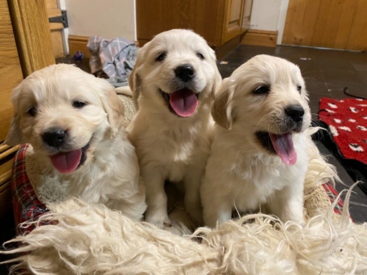  Golden Retriever Puppies