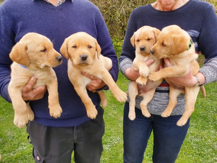 Labrador Retriever puppies 