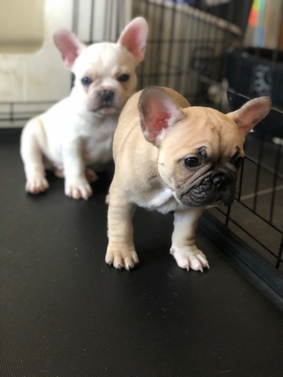 french bulldog available for Rehoming