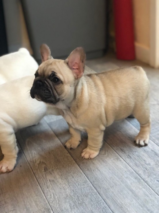 french bulldog available for Rehoming