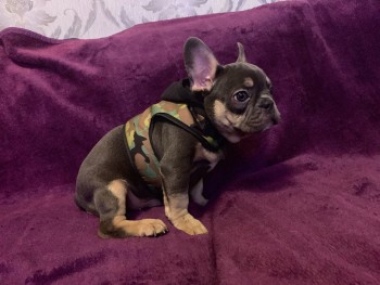 french bulldog available