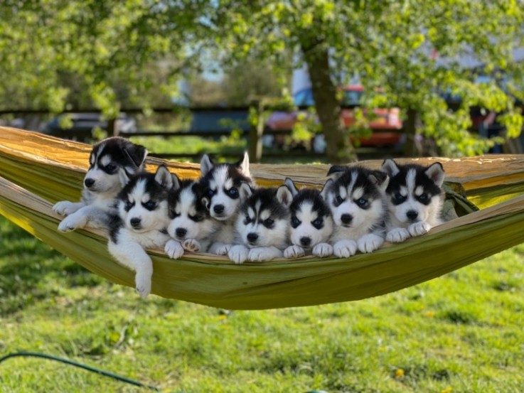 stunning  Pomsky Pups