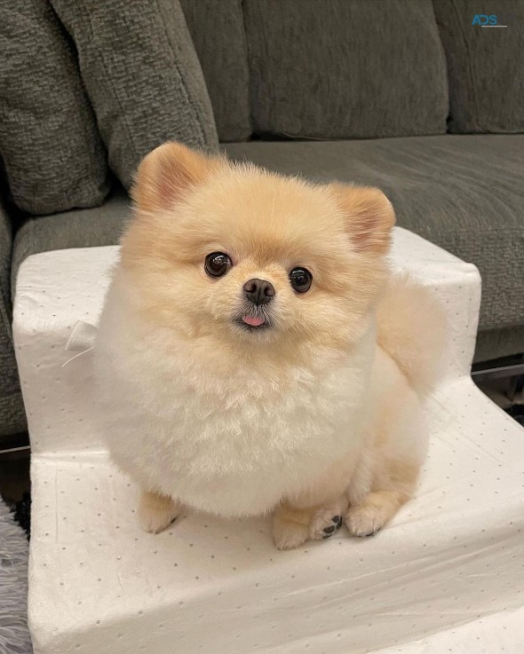 Beautiful pomeranian puppies available