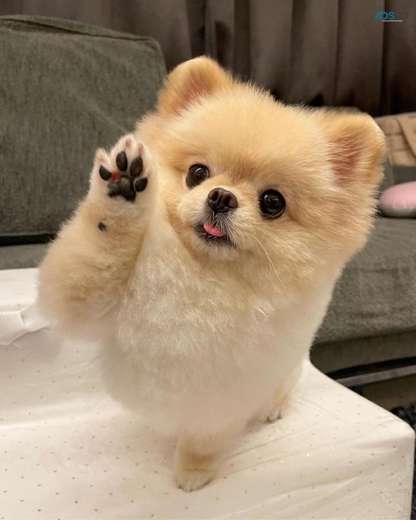 Beautiful pomeranian puppies available