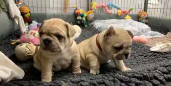 french bulldog available