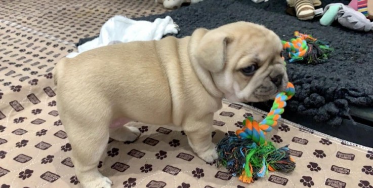 french bulldog available