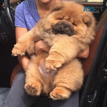 Chowchow puppies  available