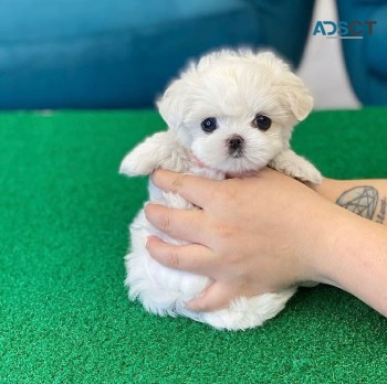  Vip Member Maltese puppy boy