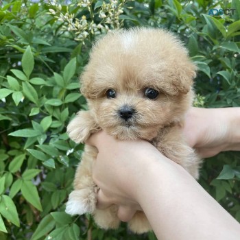 beautiful litter of F1 cavapoo