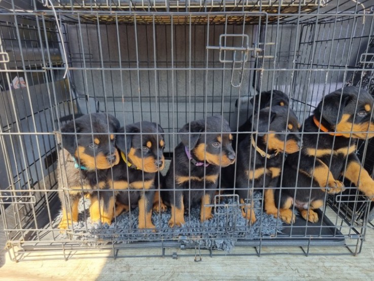 Rottweiler Pups