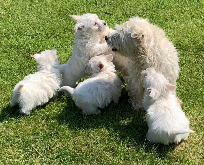 West Highland Terrier  Puppies