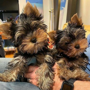 Beautiful Yorkshire Terrier puppies 