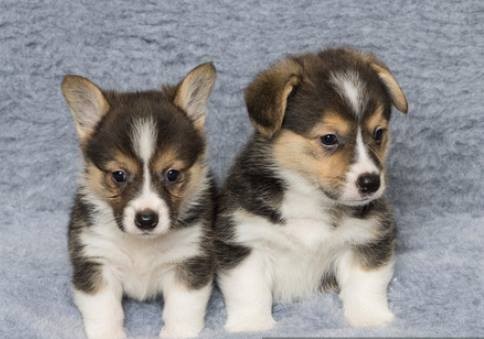 Gorgeous Pembrokeshire Corgi Puppies