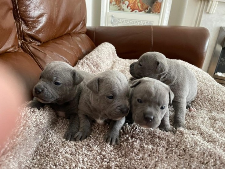 Blue Staffordshire Bull Terrier Puppies