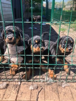 Rottweilers Puppies