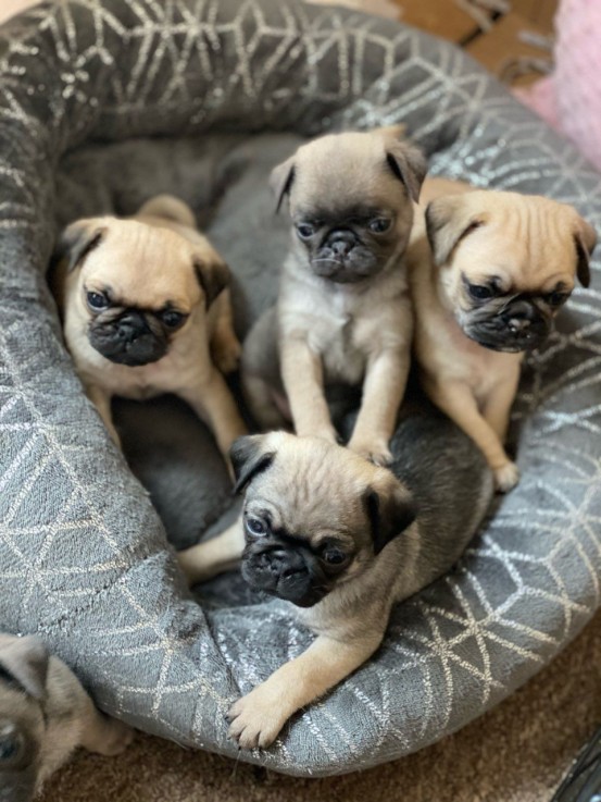 pugs  Puppies