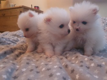 Pomeranian Puppies  