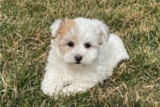 Havanese Puppies 