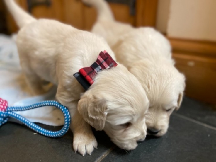 Golden Retriever Puppies