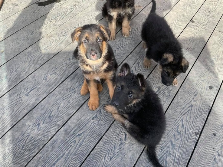 German Shepard Puppies