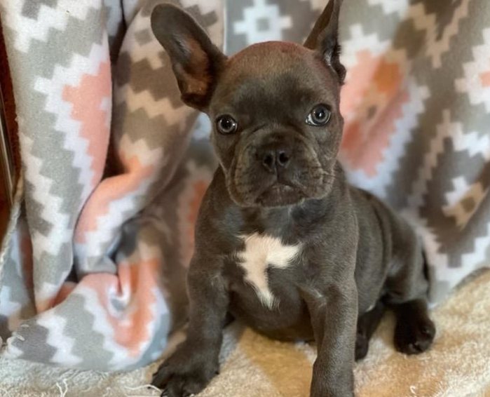 French Bulldogs  Puppies