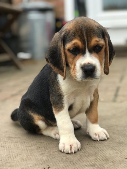 Beautiful Beagle Puppies