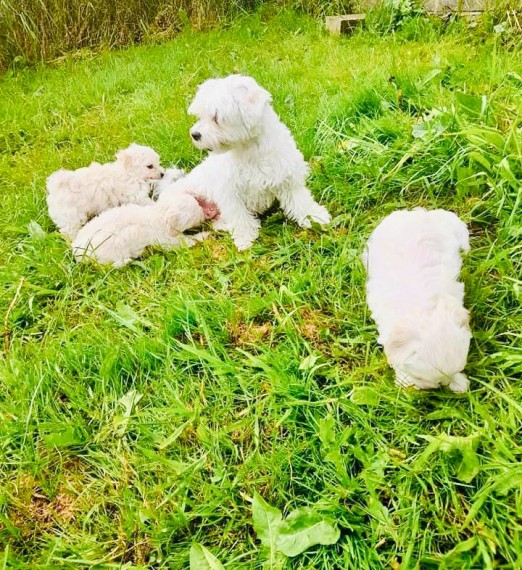 Bichon Puppies