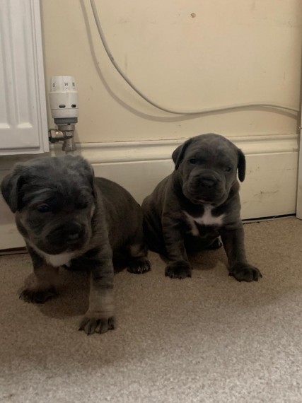 Cane Corso  Puppies