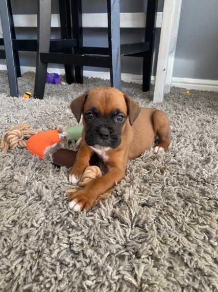 Boxer  Puppies