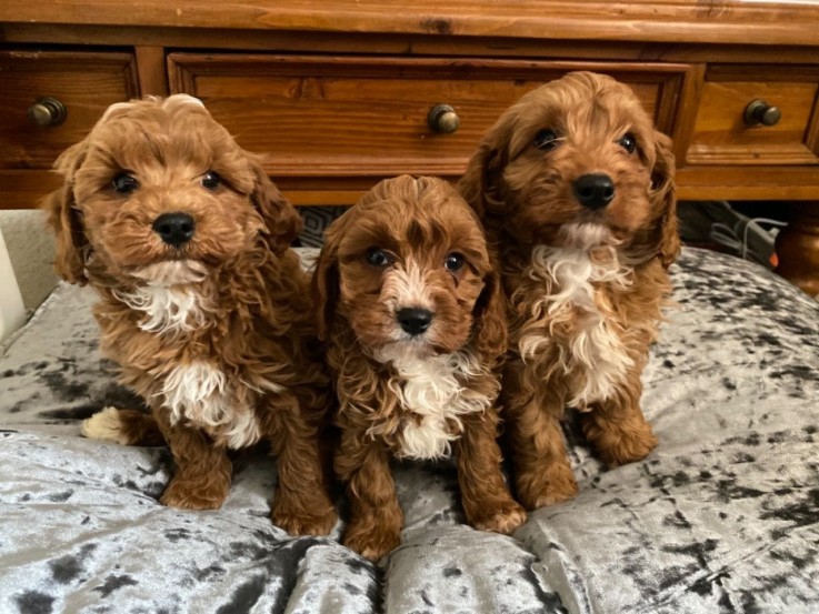 Cavapoo Puppies 