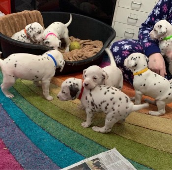 Stunning Dalmatian Puppies